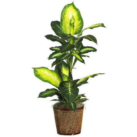 Dare2Decor 42 Inch Golden Dieffenbachia with Basket Silk Plant DA871109